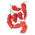 Ghost Bhut Jolokia seed packet photo