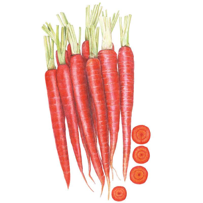 Carrot Atomic Red Seed Packet seed packet photo