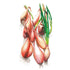 Onion Zebrune seed packet photo
