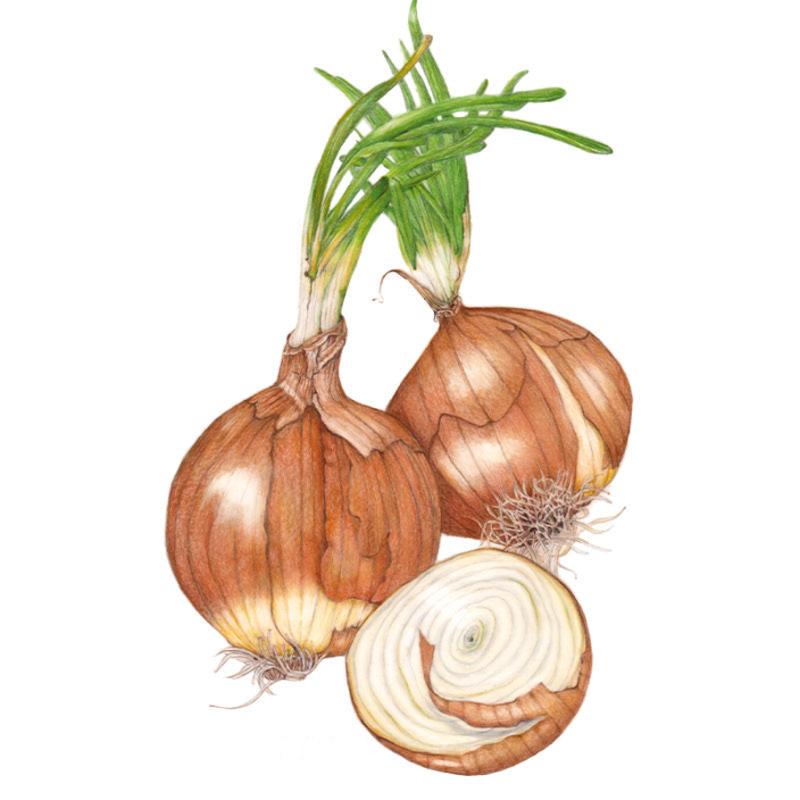 Onion Yellow Sweet Spanish seed packet photo