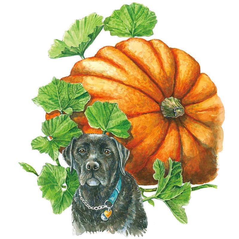Pumpkin Atlantic Giant seed packet photo
