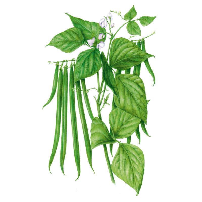 Bean Bush Ferrari Seed Packet seed packet photo