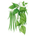 Bean Bush Ferrari Seed Packet seed packet photo