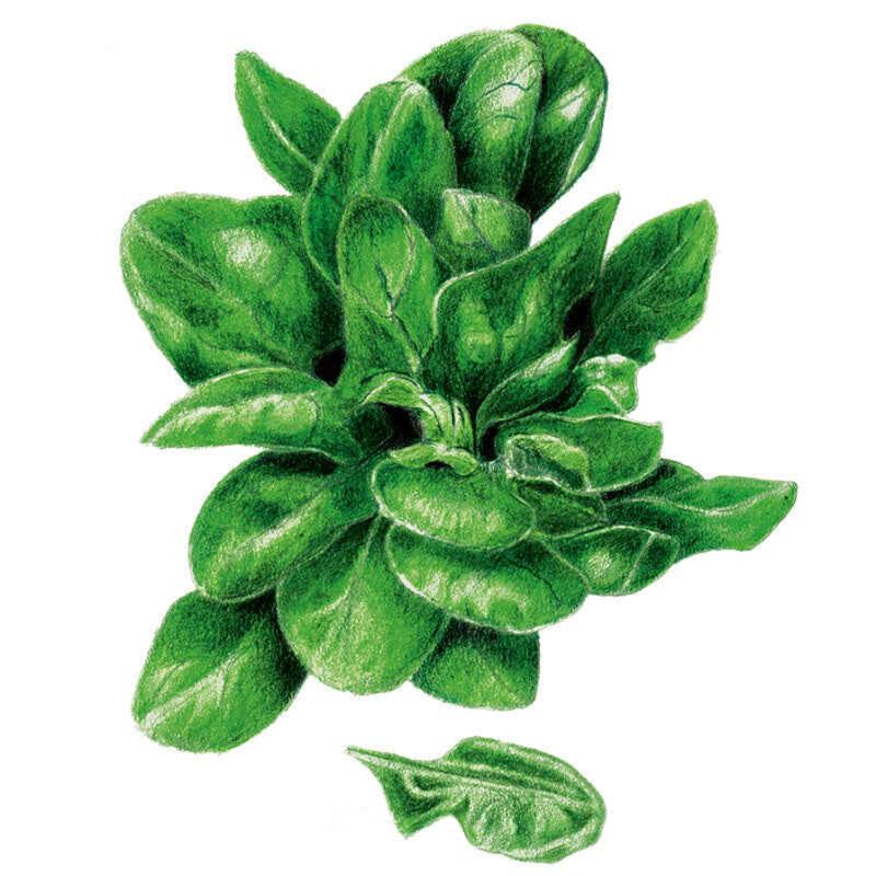 Spinach Matador seed packet photo
