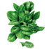 Spinach Matador seed packet photo