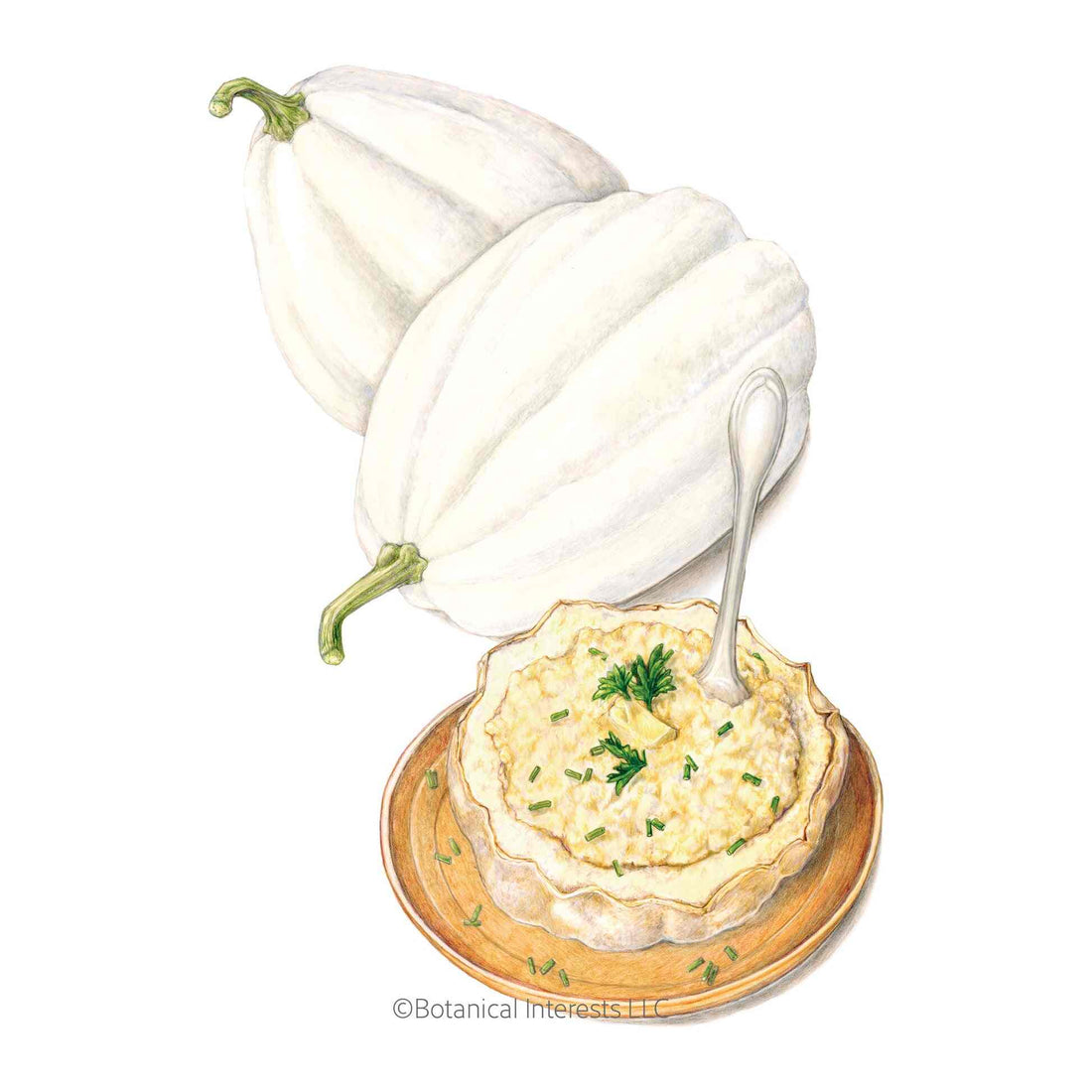 Squash Mashed Potatoes seed packet photo