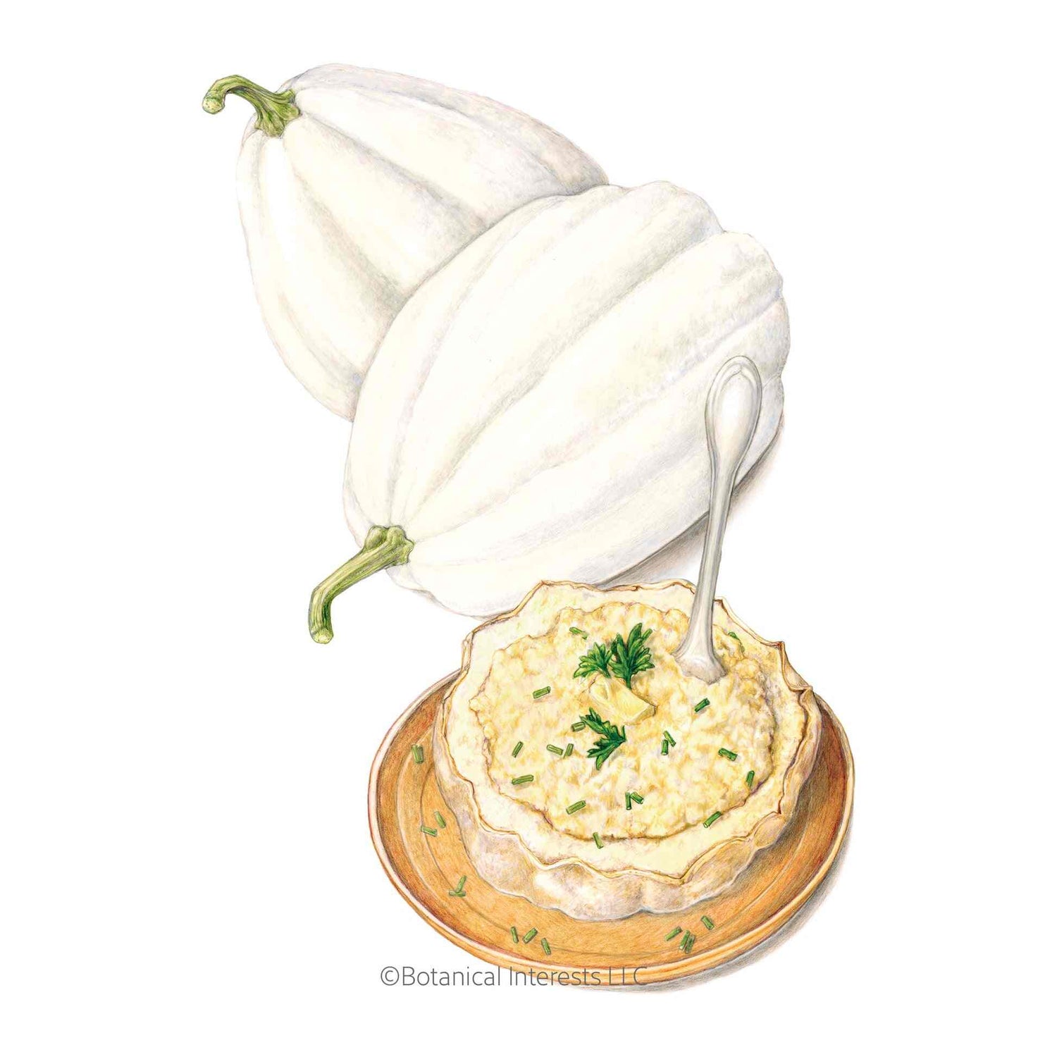 Squash Mashed Potatoes seed packet photo