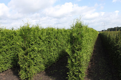 Arborvitae &