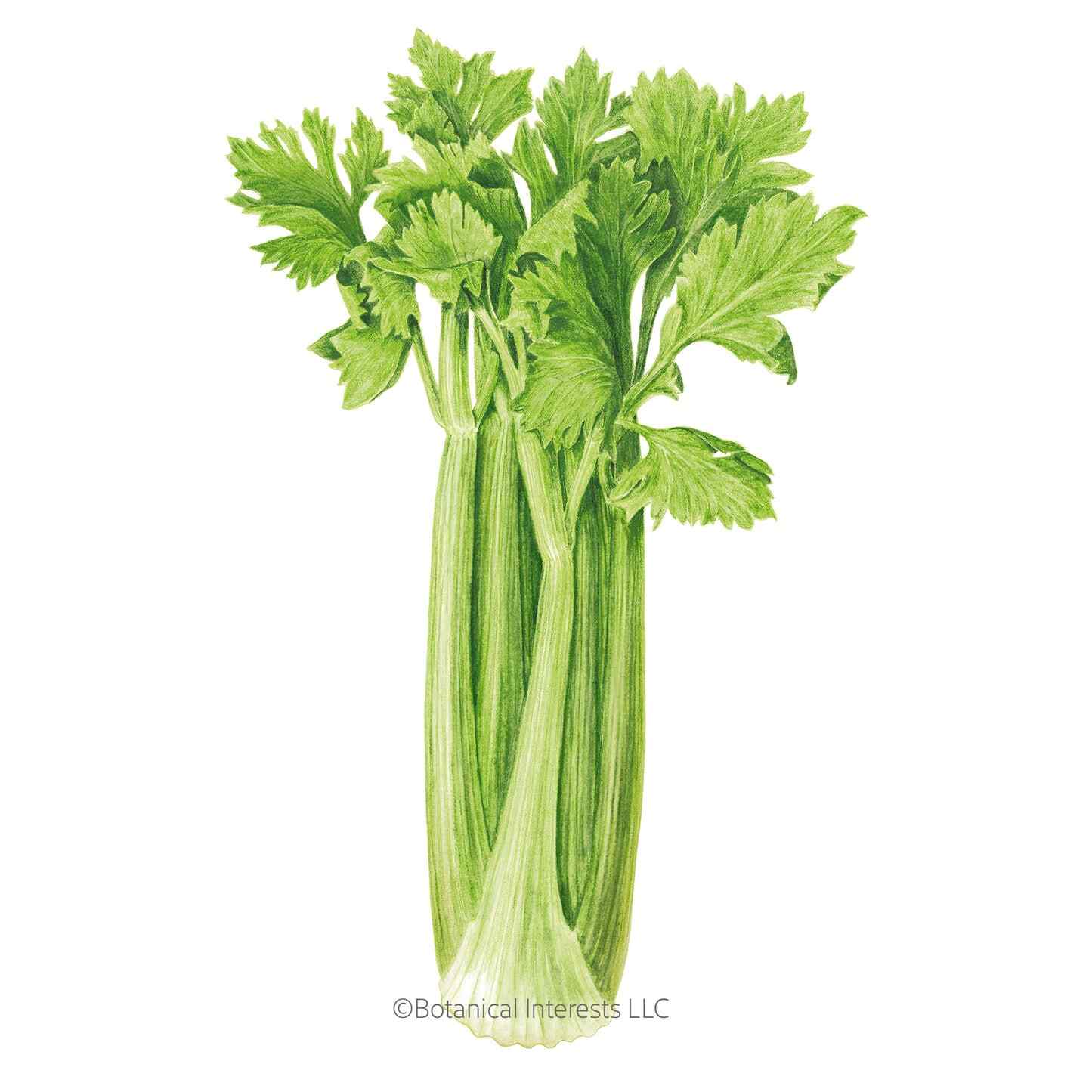 Celery Merengo Seed Packet seed packet photo