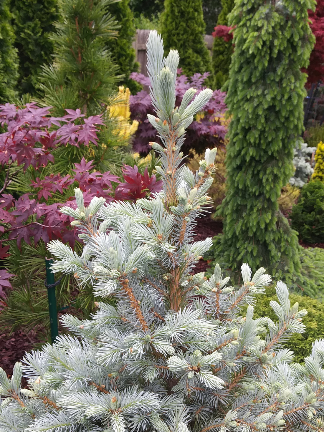 Spruce &