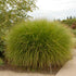 Grass Gracillimus 2 gal plant photo