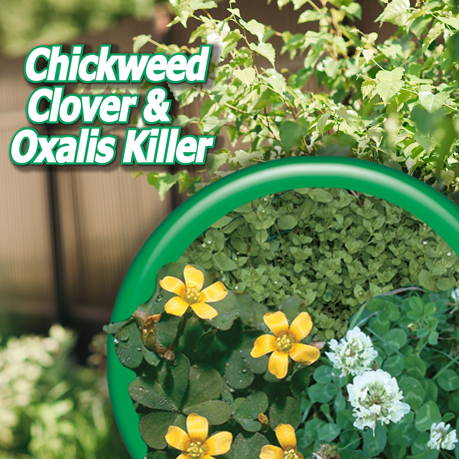Bonide Chickweed Clover and Oxalis Killer