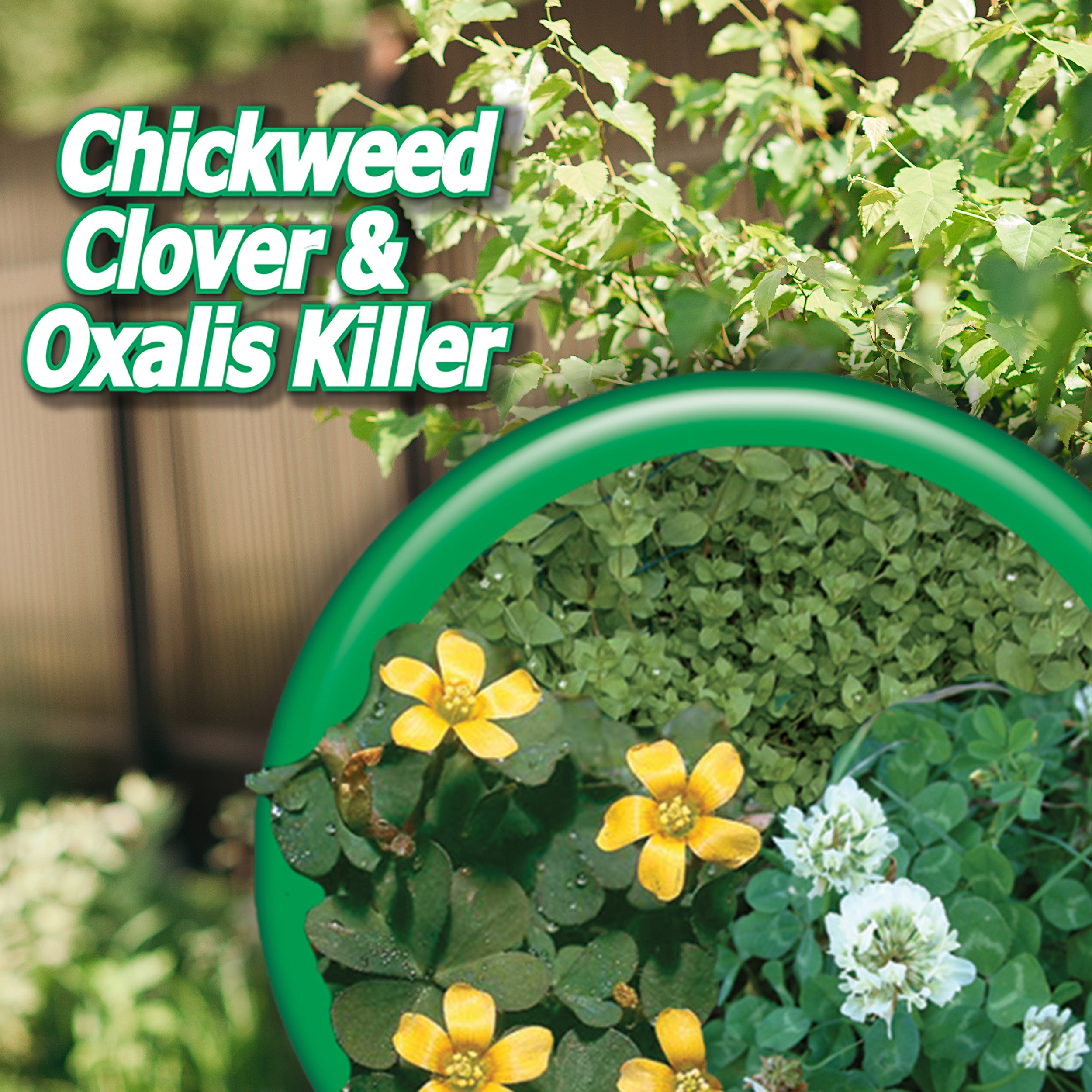 Bonide Chickweed Clover and Oxalis Killer
