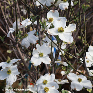 Dogwood &