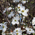 Dogwood &