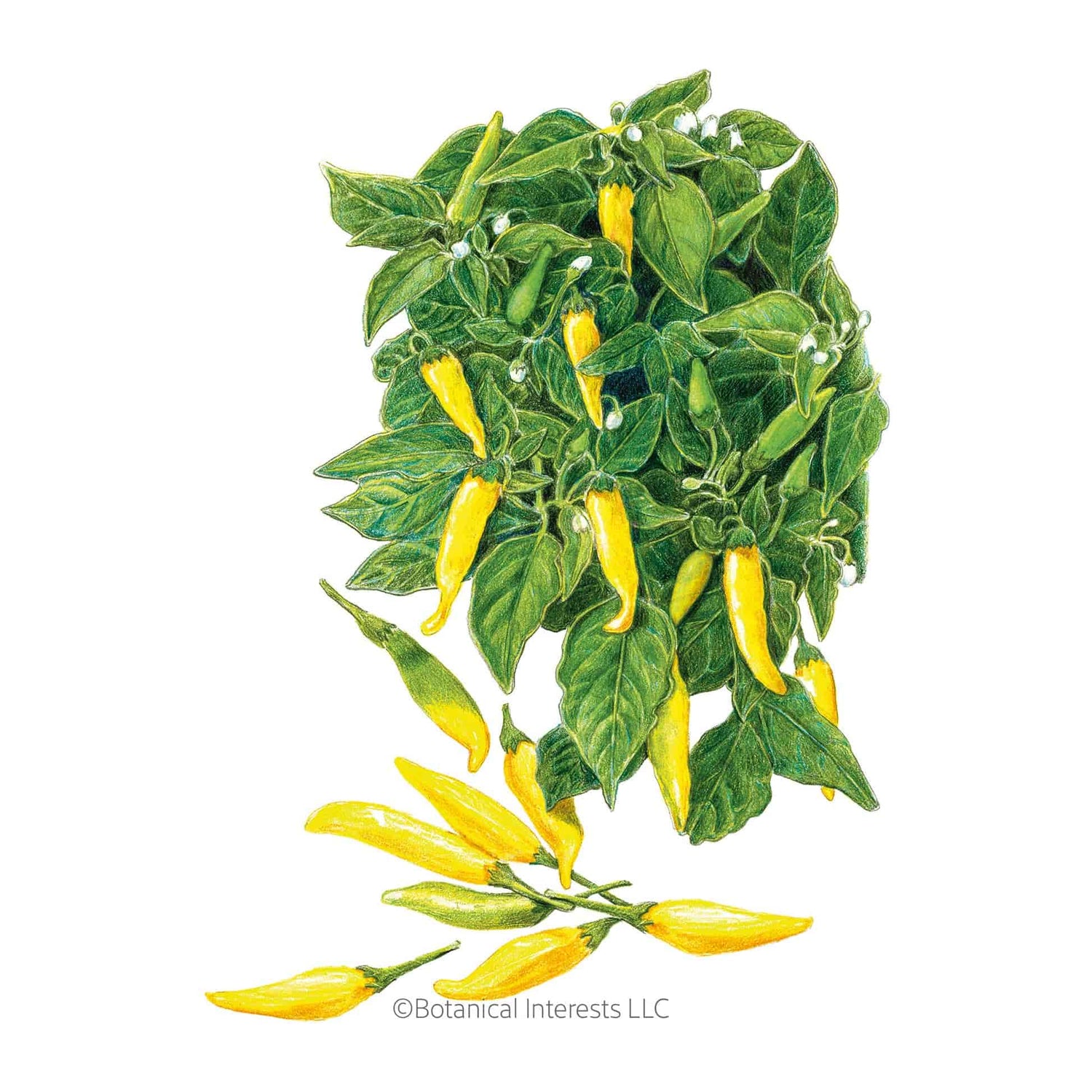 Pepper Lemon Drop seed packet photo