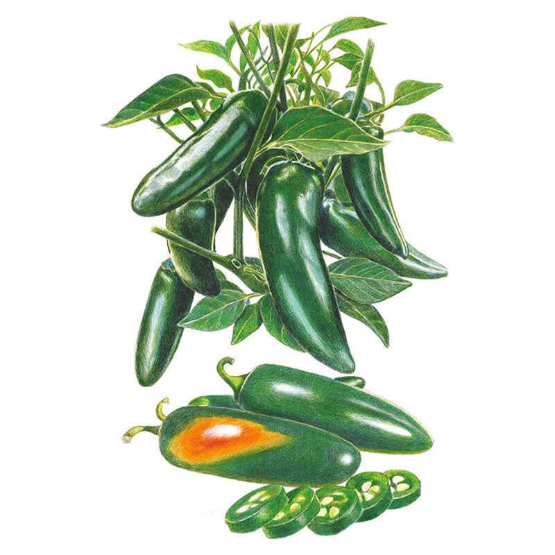 Pepper Megatron seed packet photo