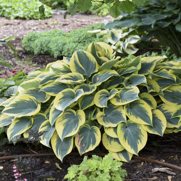 Hosta First Frost 19cm plant photo