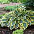 Hosta First Frost 19cm plant photo