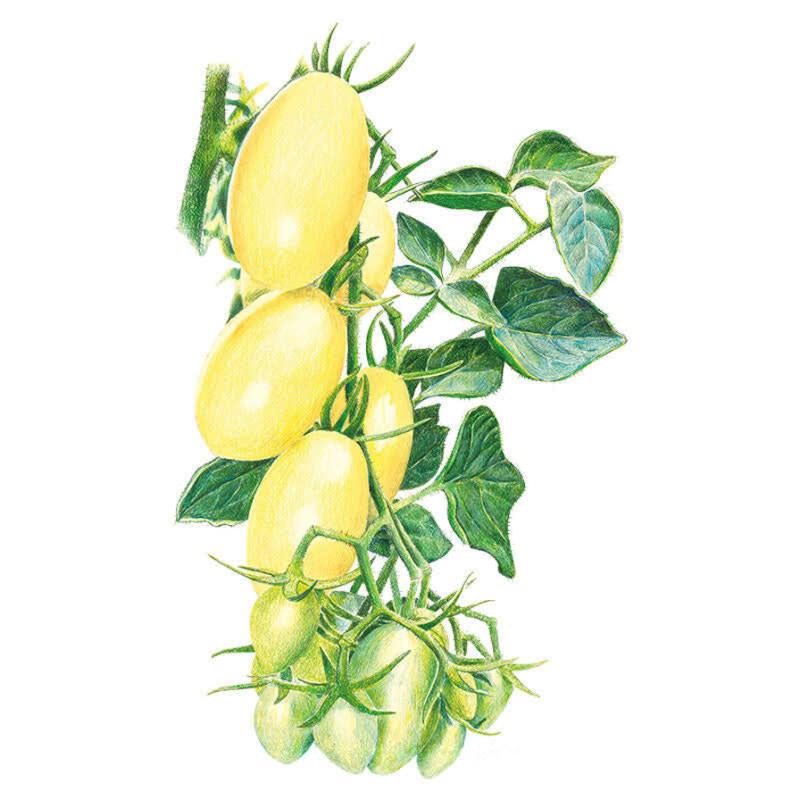 Tomato Cream Sausage Seed Packet seed packet photo