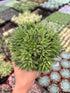 4" Haworthia plant photo
