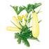 Squash Summer Chiffon seed packet photo