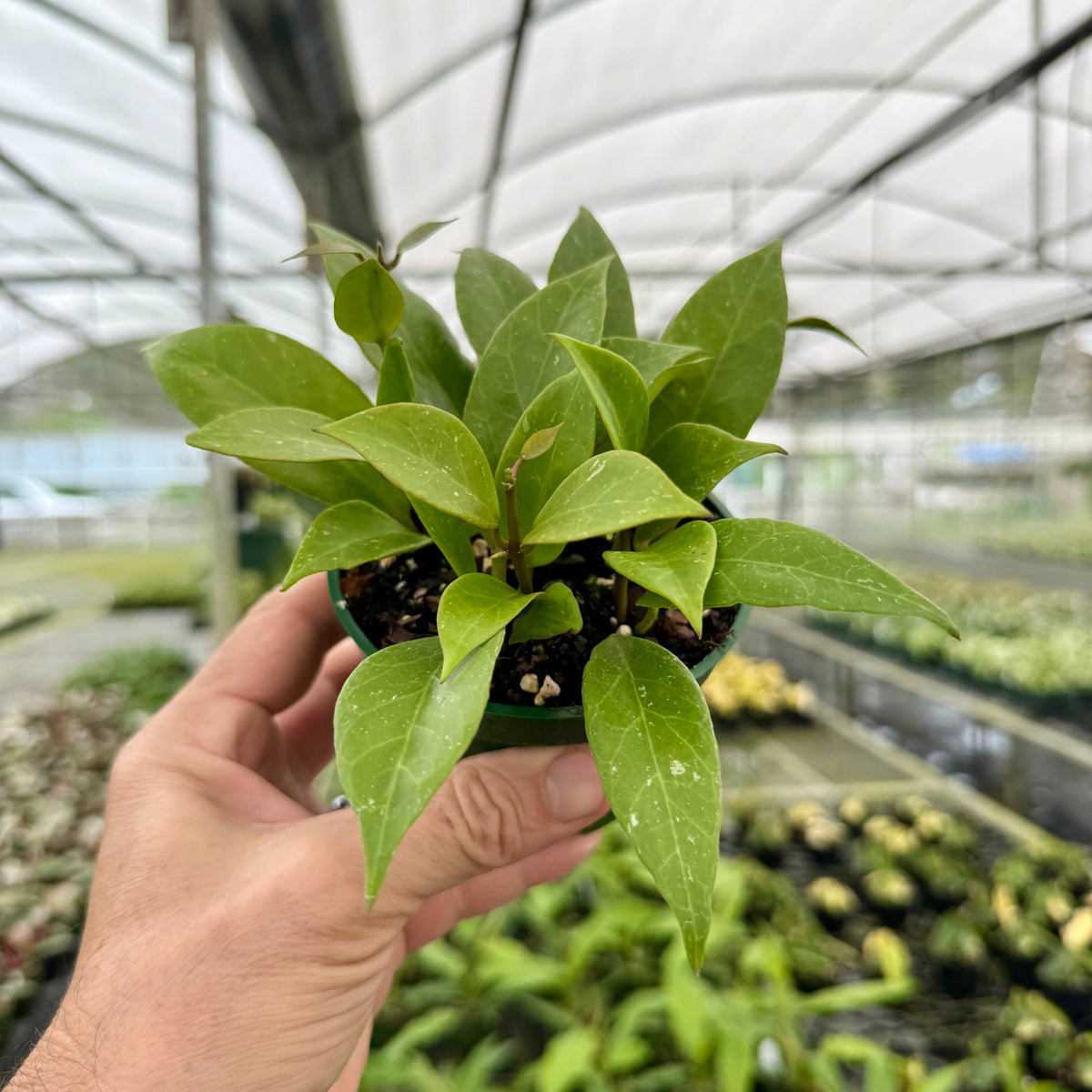 4" Hoya Sunrise plant photo