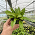 4" Hoya Sunrise plant photo