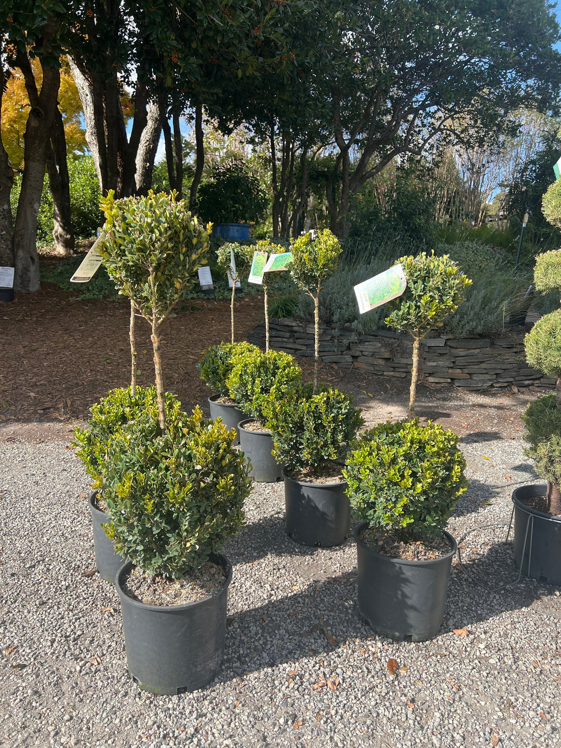 Boxwood &