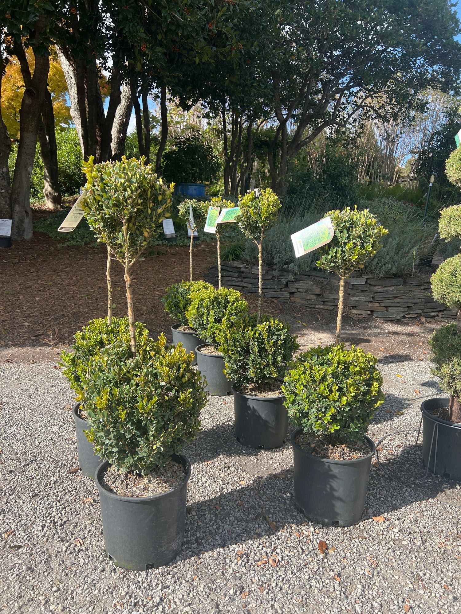Boxwood &
