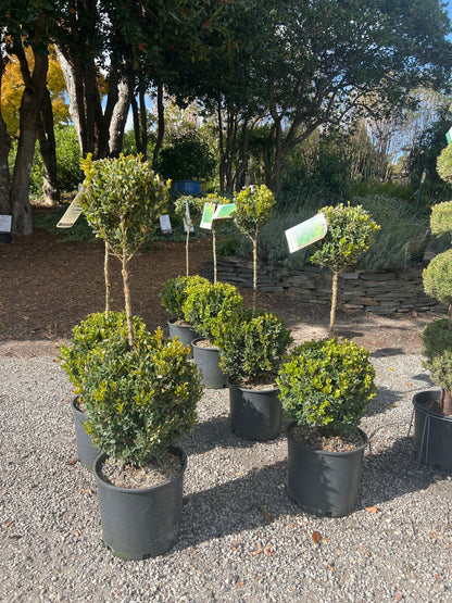Boxwood &