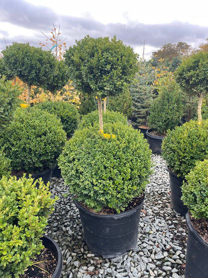 Boxwood &