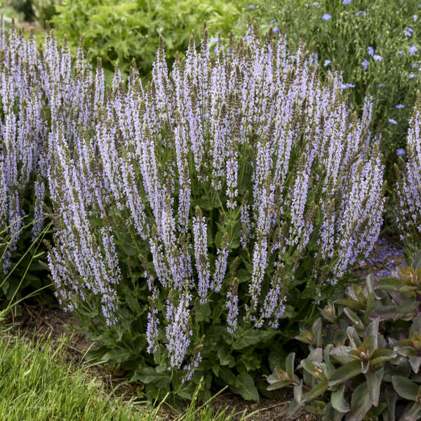 Perfect Profusion Salvia 