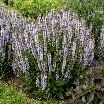 Perfect Profusion Salvia 