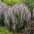 Perfect Profusion Salvia 