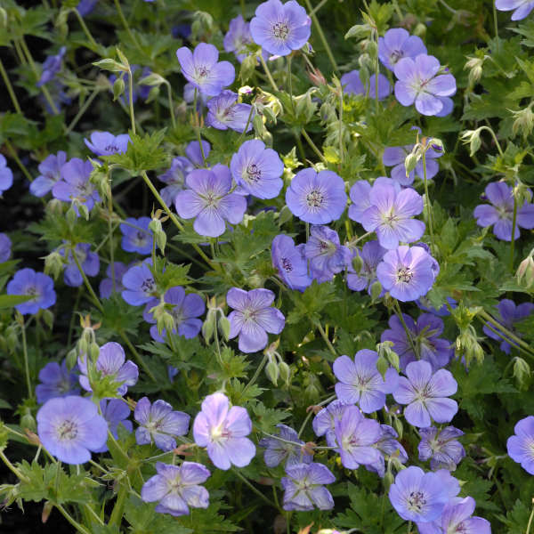 Geranium Rozanne 1 gal plant photo