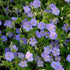 Geranium Rozanne 19cm plant photo