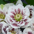 Helleborus Confetti Cake 