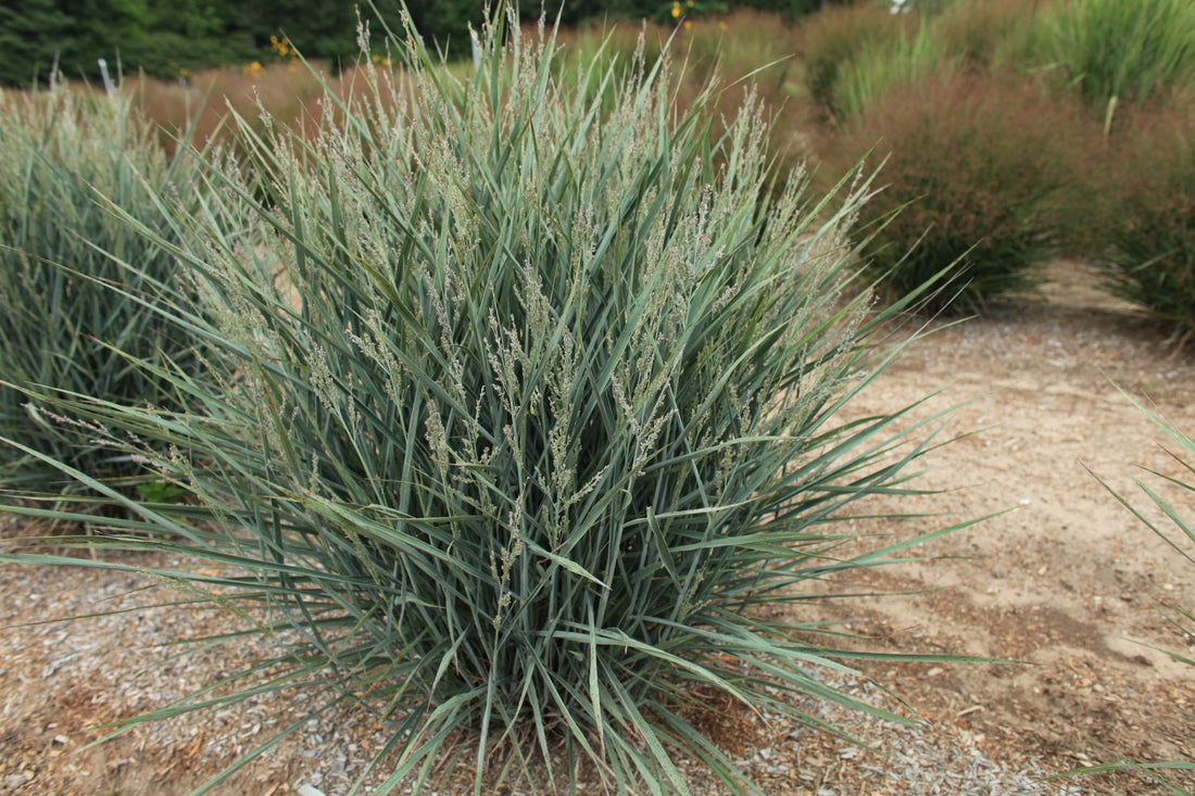 Grass Panicum Dream Catcher Little Boy Blue 