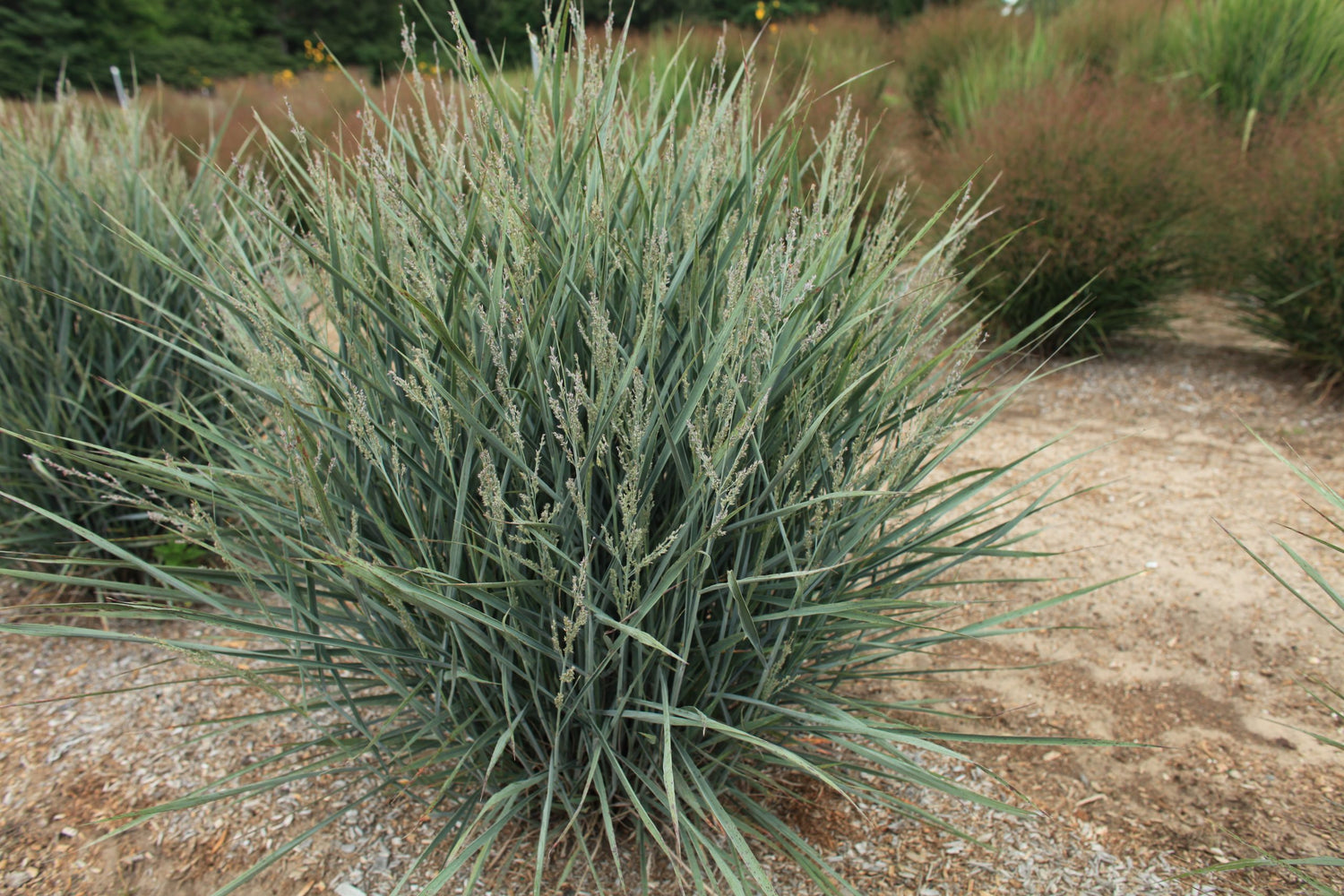 Grass Panicum Dream Catcher Little Boy Blue 