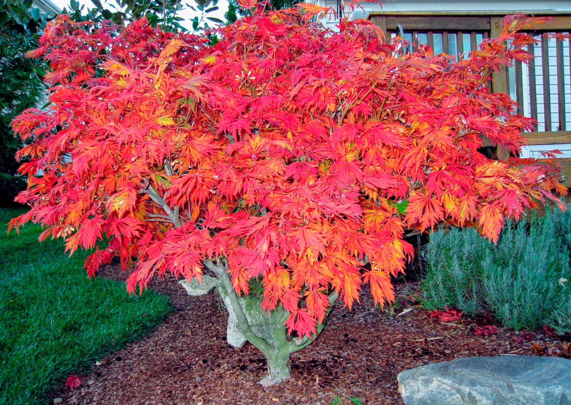 Japanese Maple &