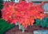 Japanese Maple &