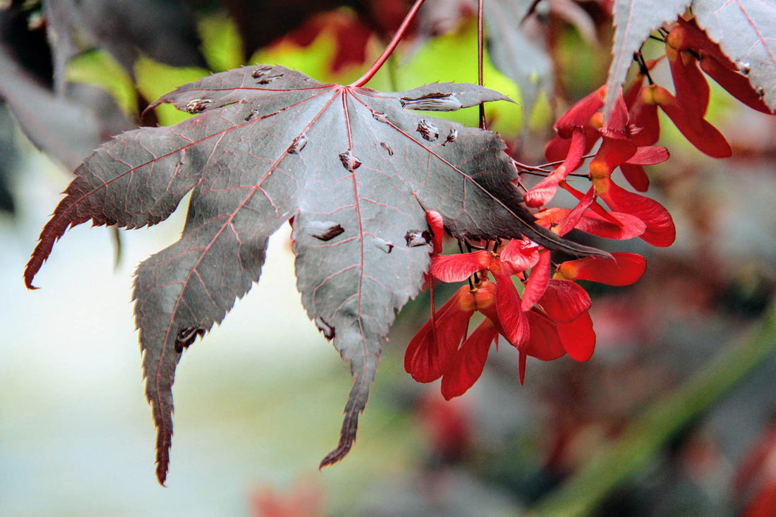 Japanese Maple &
