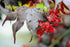 Japanese Maple &