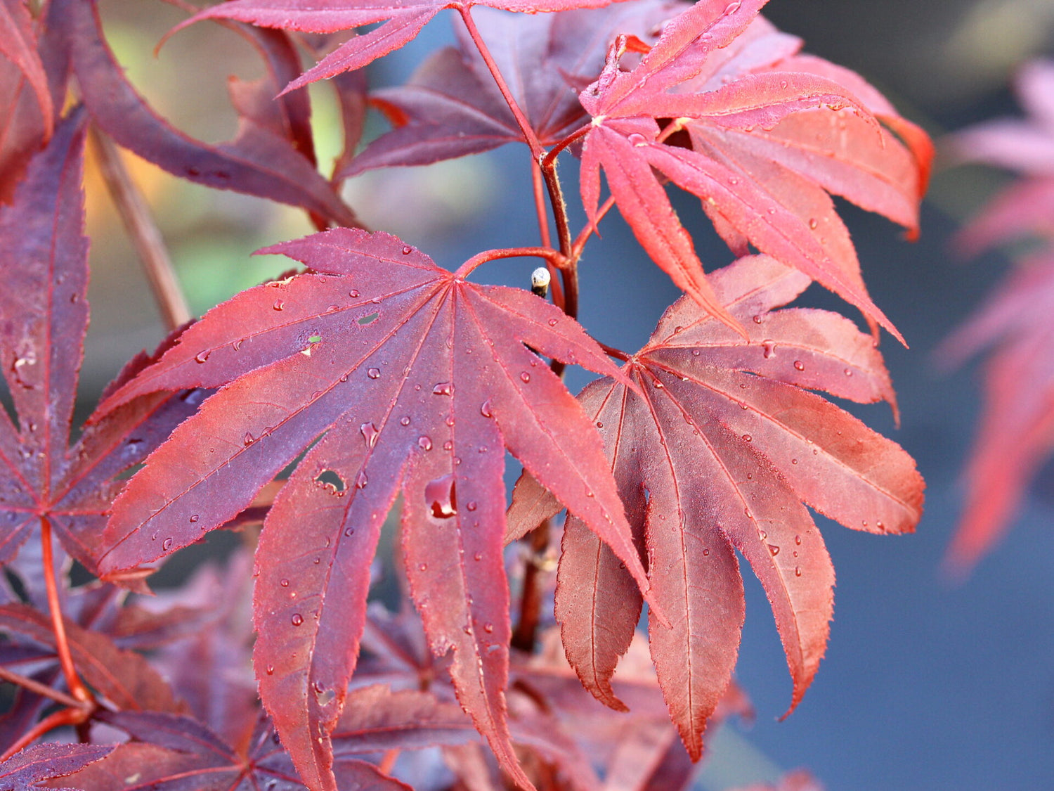Japanese Maple &