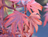 Japanese Maple &