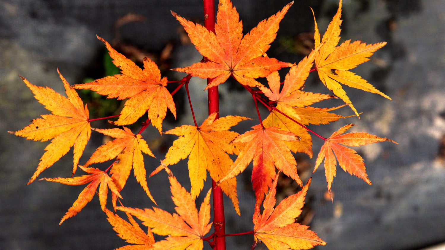 Japanese Maple &