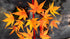 Japanese Maple &