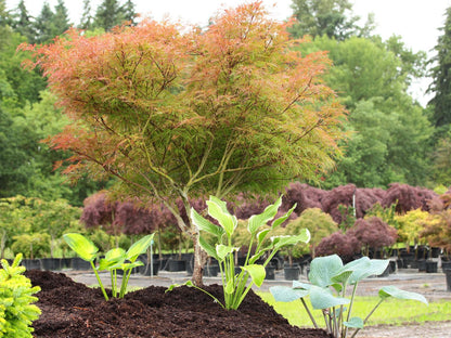 Japanese Maple &