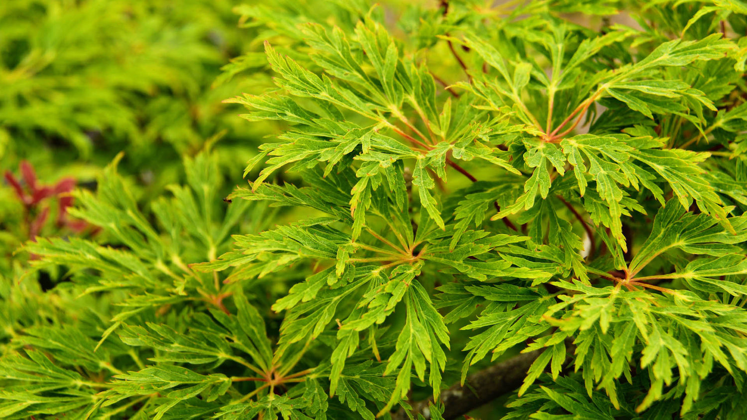 Japanese Maple &